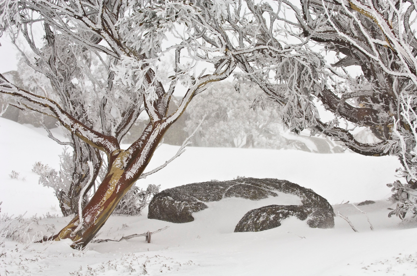 winter solstice, chinese medicine, kidney energy, fear